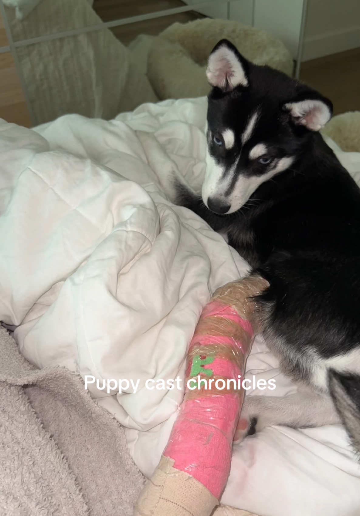 Puppy cast chronicles. Send help. #puppylife #dogfracturedleg #puppyinjury #dogbrokenleg #puppysplint 