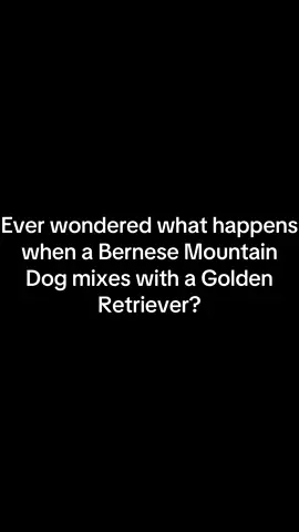 The fluff, the love, the perfect combo! #BerneseMountainDog #GoldenRetriever #BerneseMix #GoldenMix #dogtok 