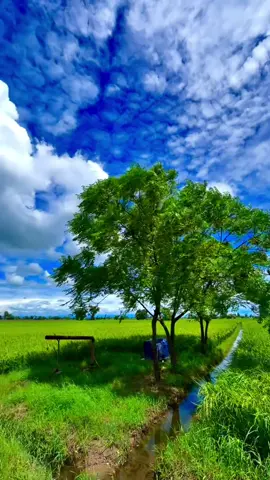 #🍂میرا-سونا_ پنڈ_لنگے-ضلع -سیالکوٹ🌅🍃🌾❤️#shabanhaider1000✅🌱 #foryoupage #unfrezzmyaccount 