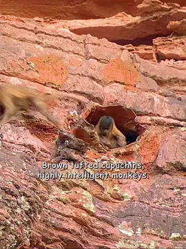 Today, Mr. Monkey is going to teach you how to open a coconut #wildlife #animals #fyp 