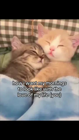 #cat #catsoftiktok #couplegoals #girlfriend #ilovemygf #fyp 