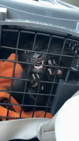 not happy about going to the vet #cat 