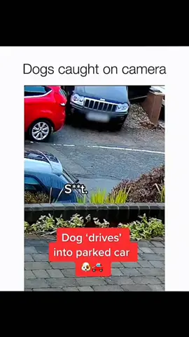 Funny dogs compilation #funnydog #funnypet #cutedog #dogsoftiktok #doglover 