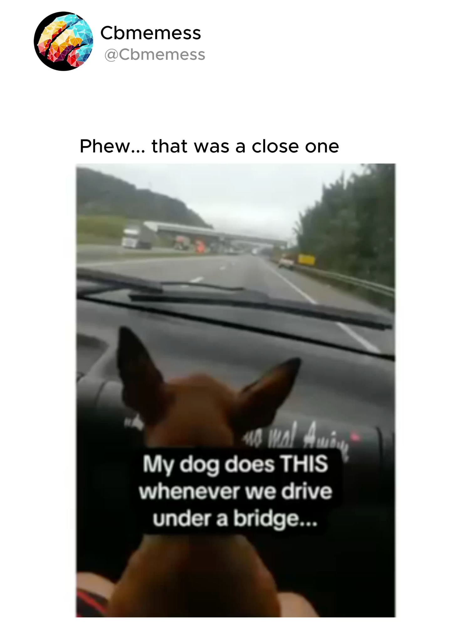 I don’t blame him, did you see how close it got?! #fyp #viral_video #funnyy #memestiktok #foryoupagе #funnymemes #funnyvids