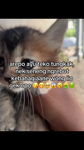 seng enek gilo 🤢 #tulungagung24jam #masukberandafyp #4u #twost4rr #sindirankeras 