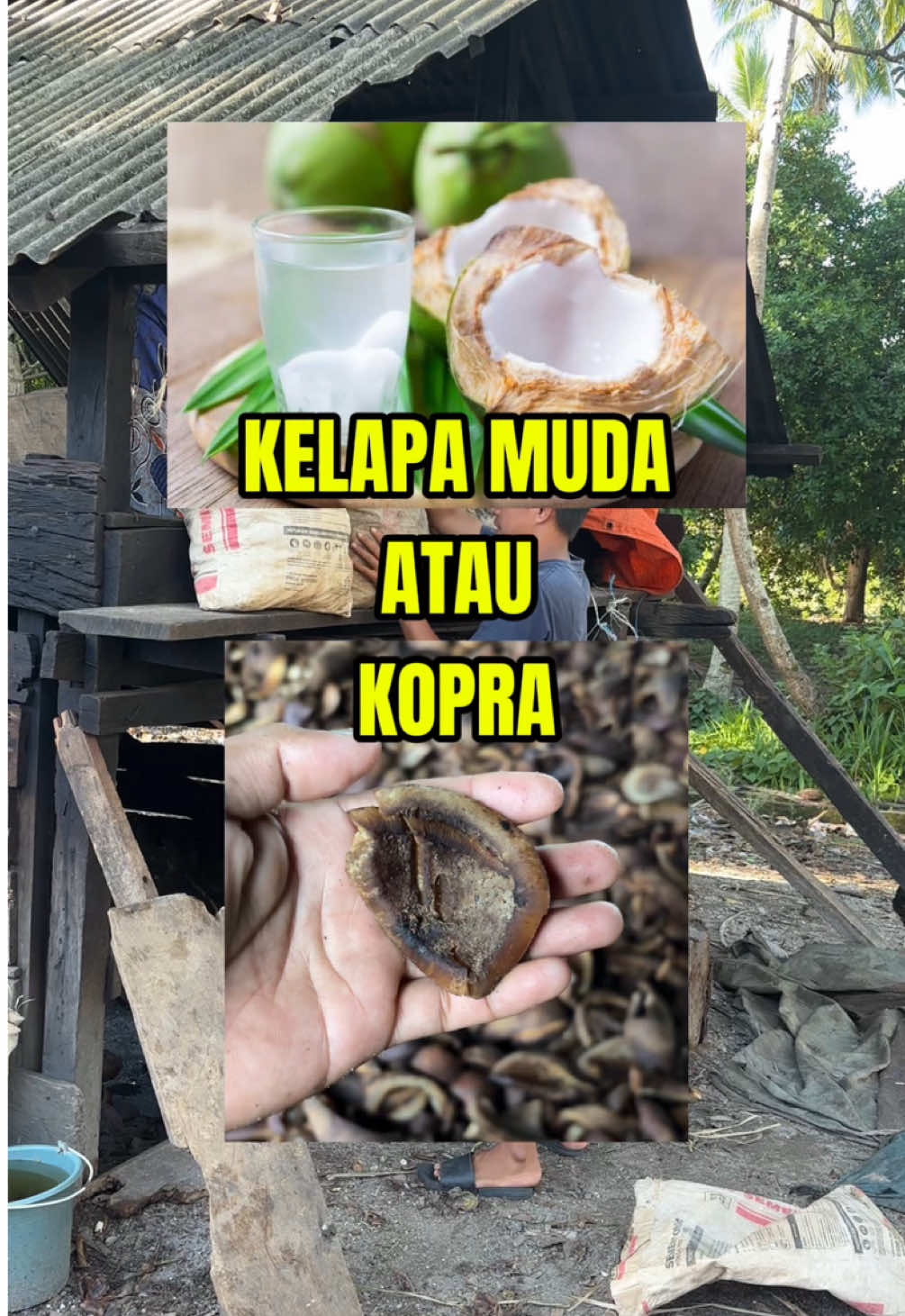 Kenapa Pilih Kopra Padahal Kelapa Muda Lebih Mahal? 😱🔥#kelapa #kopra #kelapamuda #kopravskelapaMuda 