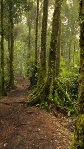 Pesona gunung luhur sukamakmur 🍃@gunungluhur_sukamakmur #mentahanvideo #pendakiindonesia #sukamakmur 