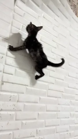 No harm done—this kitty is perfectly fine! 😺✨#cat #fypシ #spidercat #catsoftiktok 