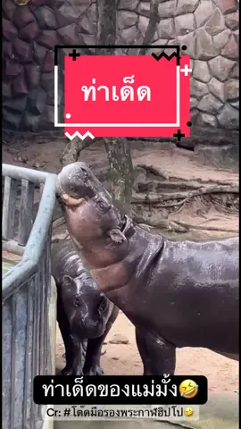 โดดเด่นเรื่องการแสดง🤣🤣🤣 02/09/68 #หมูเด้ง #moodeng #pygmyhippo #โต๊ดมือรองพระกาฬฮิปโป #สวนสัตว์เปิดเขาเขียว 