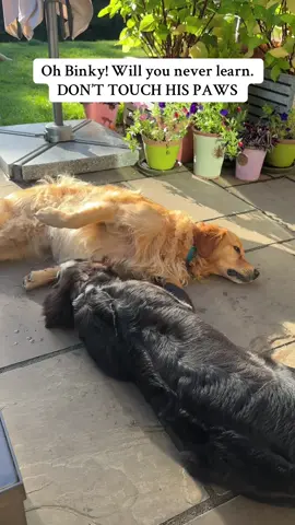 She’s soooo annoying atm 🤣🤣🤣 #goldenretriever #bernesemountaindogpuppy #funnydogsoftiktok #fypppppp #foryoupage❤️❤️ 