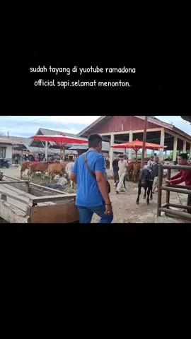 #pasarternakpalangki #sapi #pacujawi #sumaterabarat #fyp 