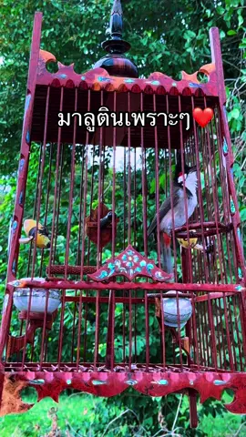 วางเพลงมาลูตินเพราะๆ#นกกรงหัวจุกตะนาวศรี #นกกรงหัวจุกเพลงโซน #นกกรงหัวจุก #คนเลี้ยงนก #เจ้าตรีเพชร 