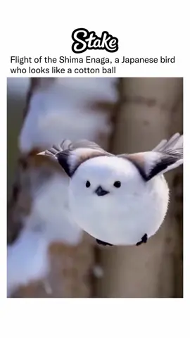 #birds #viral 