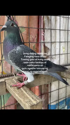 #fyp#batangfancier 