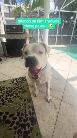 My wild child…#dogoargentino #dog#dogsoftiktok #dogmom#rescuedog 