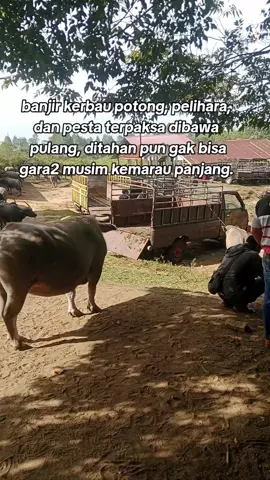 ekonomi org2 sulit gara2 pengaruh musim kemarau panjang#kerbau 