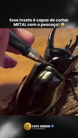 🪲 Você já ouviu falar no besouro Atlas? Esse inseto não é só uma criatura exótica da floresta tropical… ele é praticamente uma máquina de força em miniatura criada pela natureza! 💪 Seu pescoço é tão poderoso que consegue cortar até uma esfera de metal — sim, aquela bolinha minúscula na ponta de uma caneta esferográfica! 🤯 Com músculos altamente especializados, ele carrega várias vezes o próprio peso, escala troncos como se fosse um tanque blindado e ainda enfrenta batalhas contra outros machos apenas na base da força bruta. Acredite: a natureza projetou um verdadeiro monstro em versão mini! 🐞🔥 👉 Você já conhecia essa criatura impressionante ou acabou de descobrir agora? Se curte fatos curiosos como esse, segue o perfil e fica por dentro de mais segredos insanos da natureza! 🌍✨ . . . #Curiosidades #Natureza #FatoCurioso #insetos #fyp 
