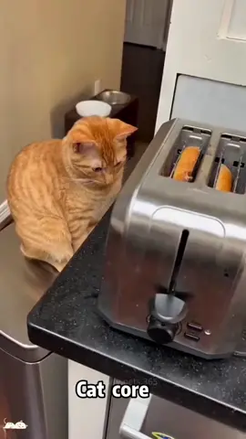 Best Funny Cat Videos of 2025' Cats Being Silly😂🤣♥️#funnyanimals #funnycatsoftiktok #fyp #cats #usa_tiktok#catvideo 