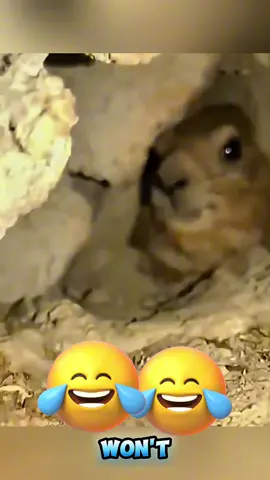 talking funny #funnyvideos #dogsoftiktok #catsoftiktok #voiceovers #foryou 