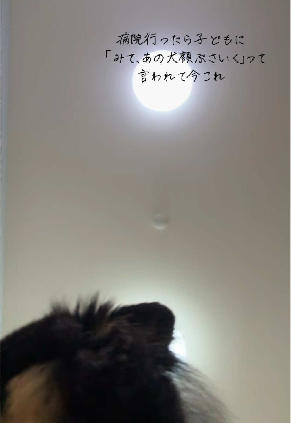 まさかブサイクって言われると思ってないから驚いた、、🤦🏻‍♀️ かわいい家族だよ〜🥹❤️‍🔥 ##チワワ #チワワのいる生活 #チワワのいる暮らし #おすすめにのりたい 