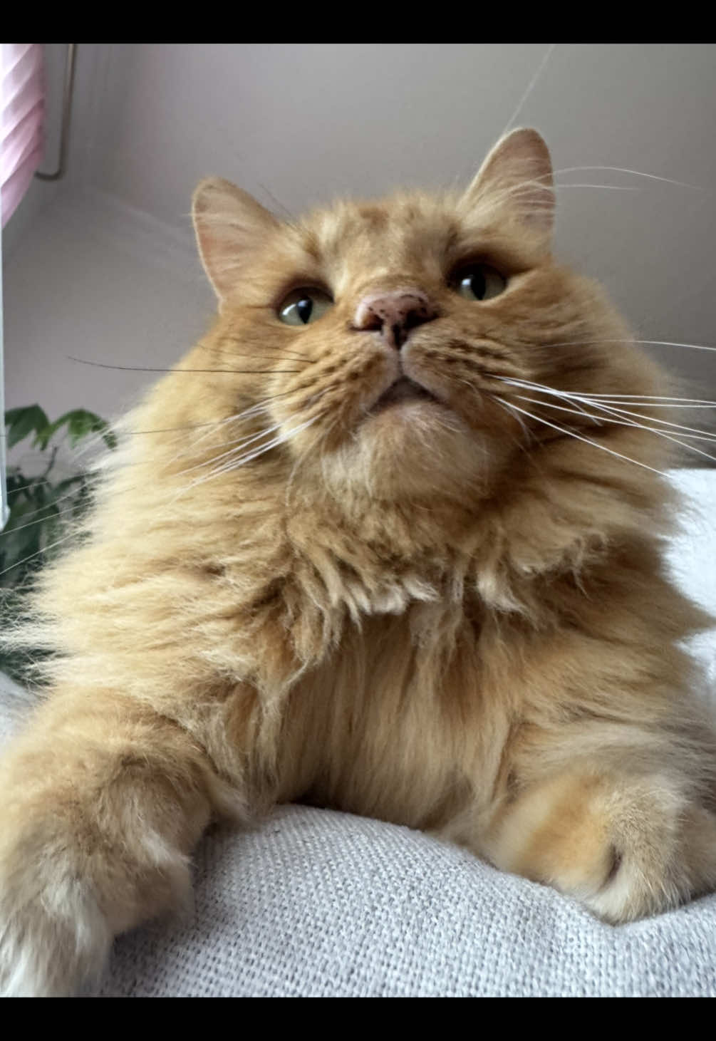 timmy literally anytime i’m drinking something out of a straw #cat #orangecat #catsoftiktok #timmy 