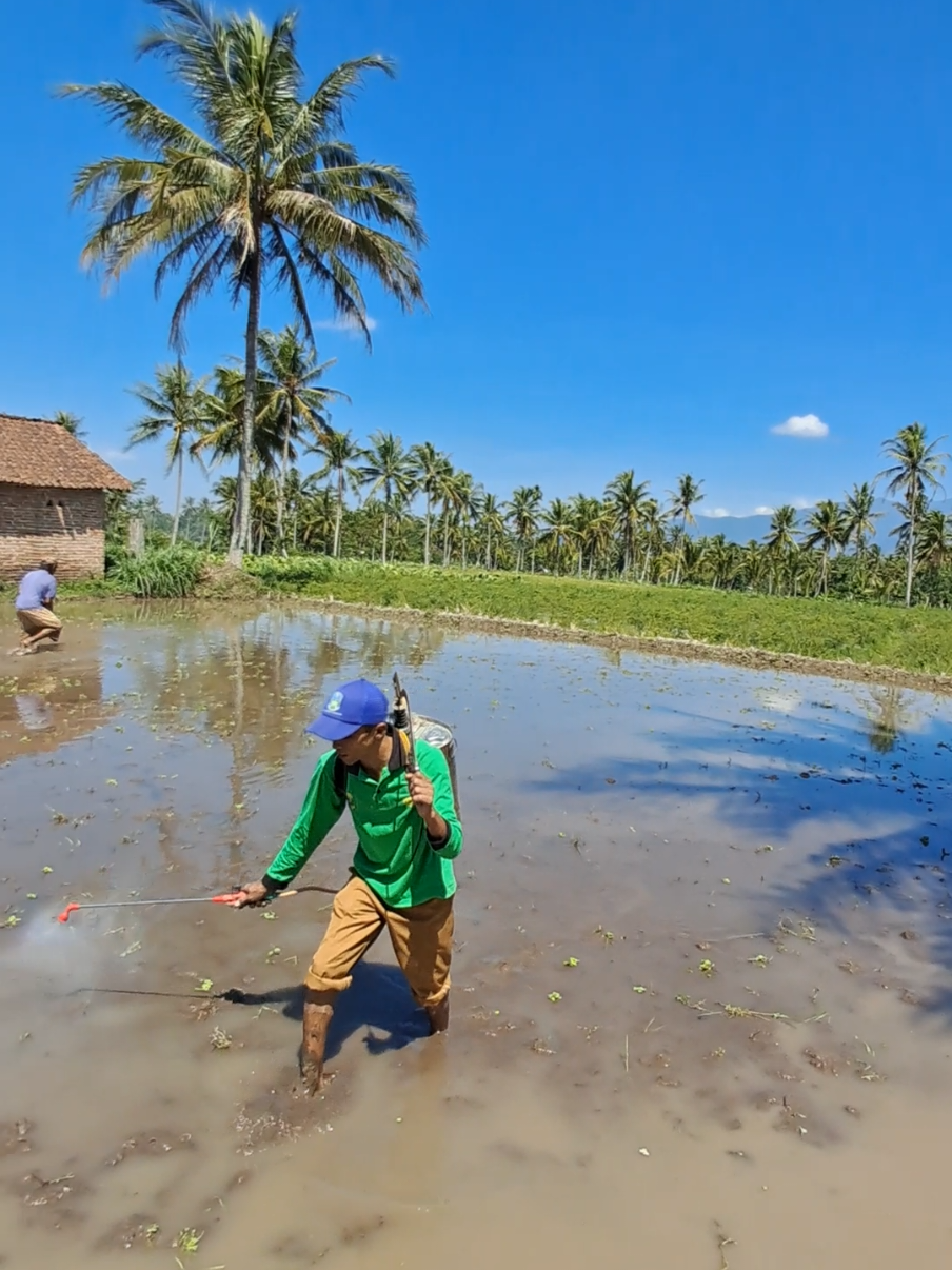 Aplikasi POC limbah air tahu dilahan Demplot #anakcaping  #penyuluhpertanian  #kementan  #swasembadapangannasional 