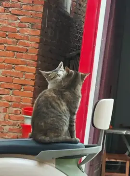 When your cat falls in love 💕🤣. Pt 1 | The last one is the best...😁😂 | #romantico #catinlove #family #whenyourcatfallinlove #cat 