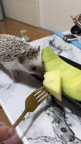 Sonic ASMR マジで可愛い#ハリネズミ #幸運を呼ぶ動物 #hedgehog #ハリネズミのいる暮らし #ペット #ASMR