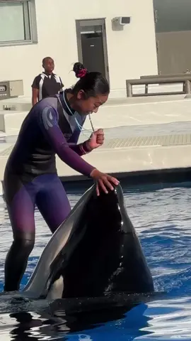 #creatorsearchinsights #Dolphin #trending #foryou #Dolphin 