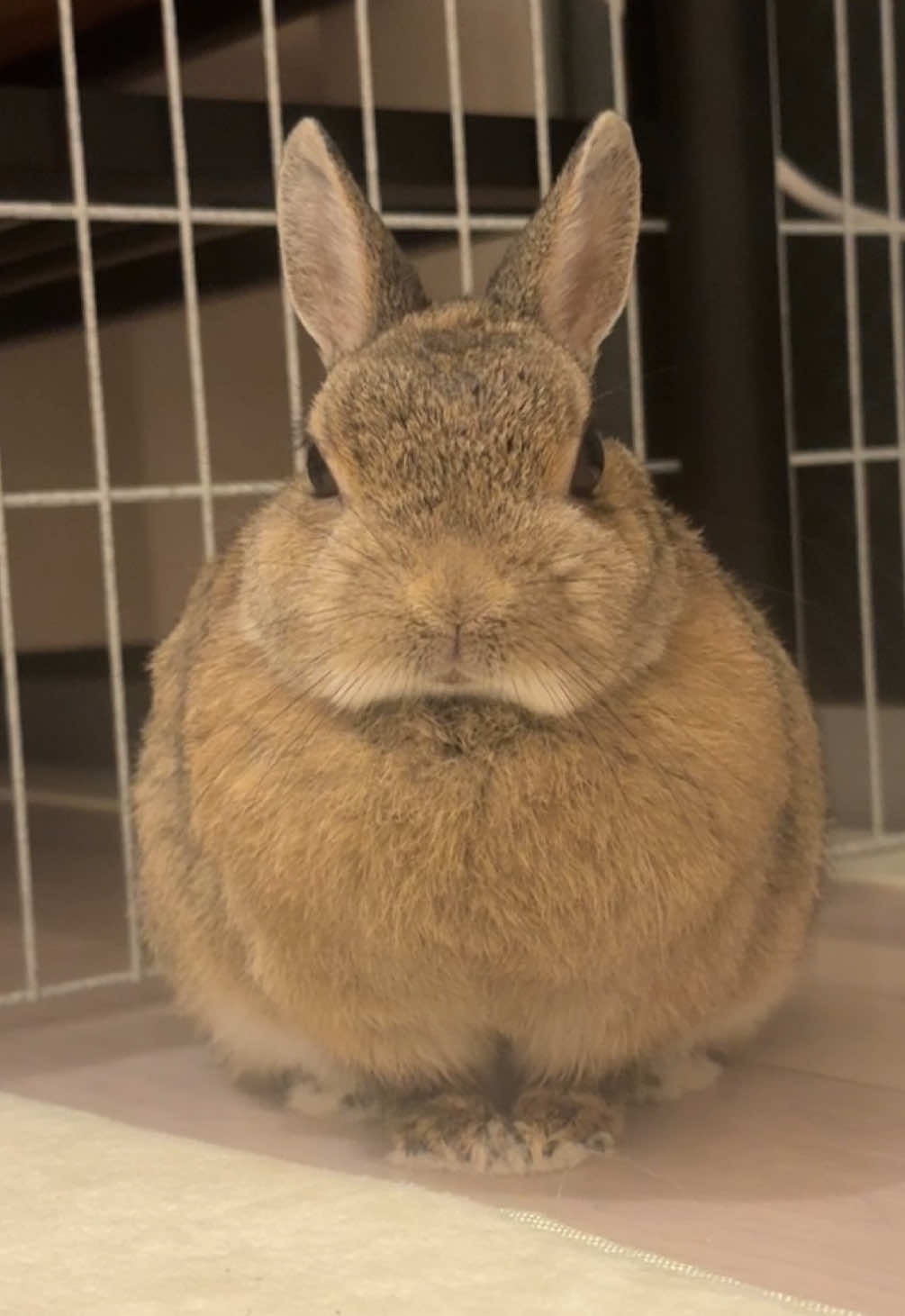 ｼﾞｯ… #うさぎ #rabbit #ペットのいる暮らし #rabbits #rabbitlovers 