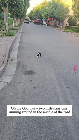 Rescue two little stray cats #rescue #cats #fyp #foryou #Love #pet #capcut 