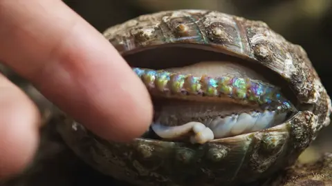 #ai #asmr #asmrsounds #asmrvideo #asmrtiktoks #abalone #nature #aiasmr 
