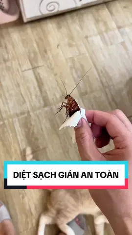 Viên diệt gián sinh học AMB, an toàn, hiệu quả, diệt sạch gián trong nhà sau vài ngày sử dụng#dietgian #dietgiansinhhoc 