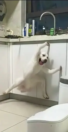 Động vật đáng yêu #xuhuong #dog #animals #cute #viral 