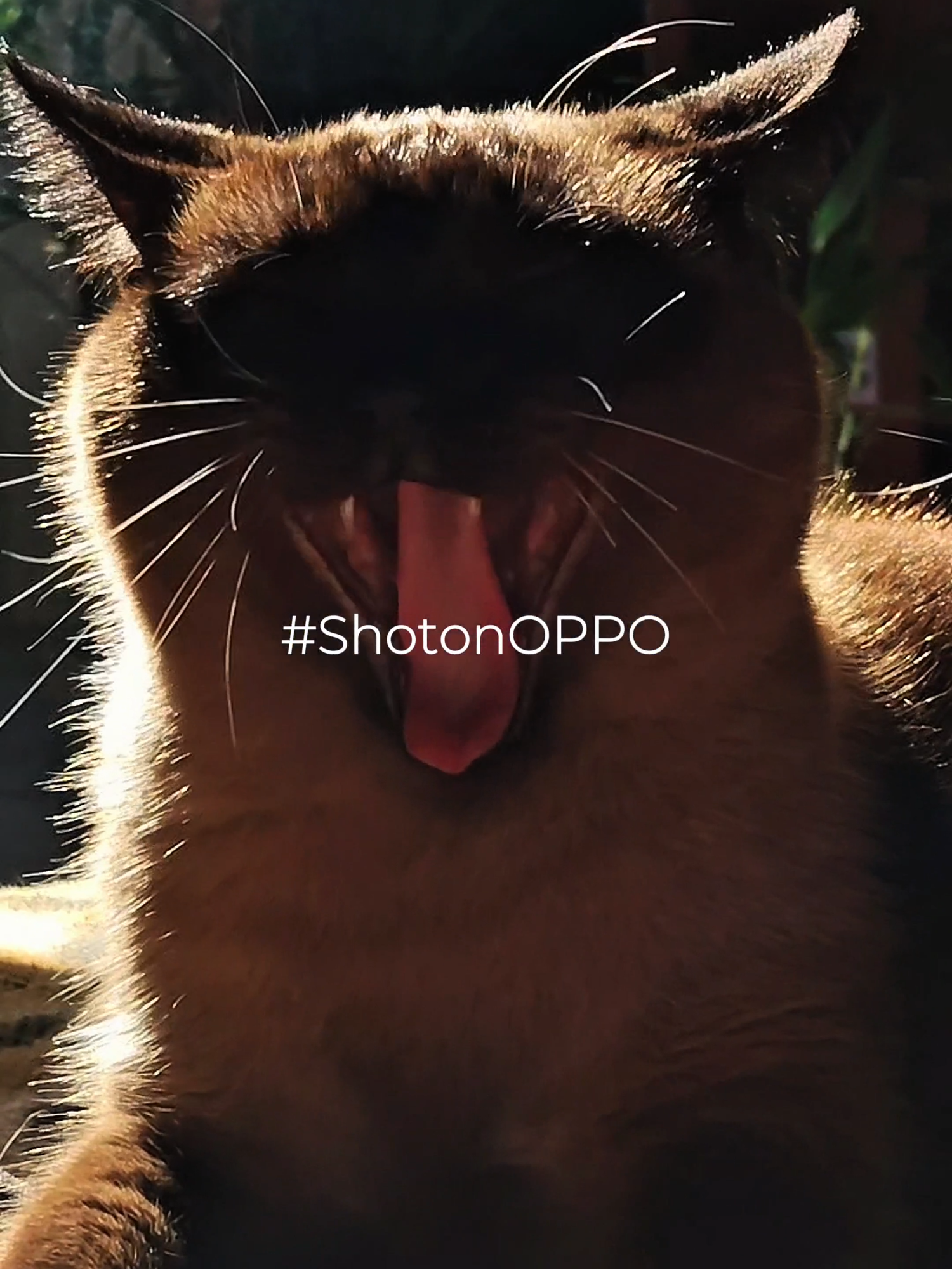 Foto boa? Sempre. Mas com Live Photo fica lendário 💚 #ShotOnOPPO
