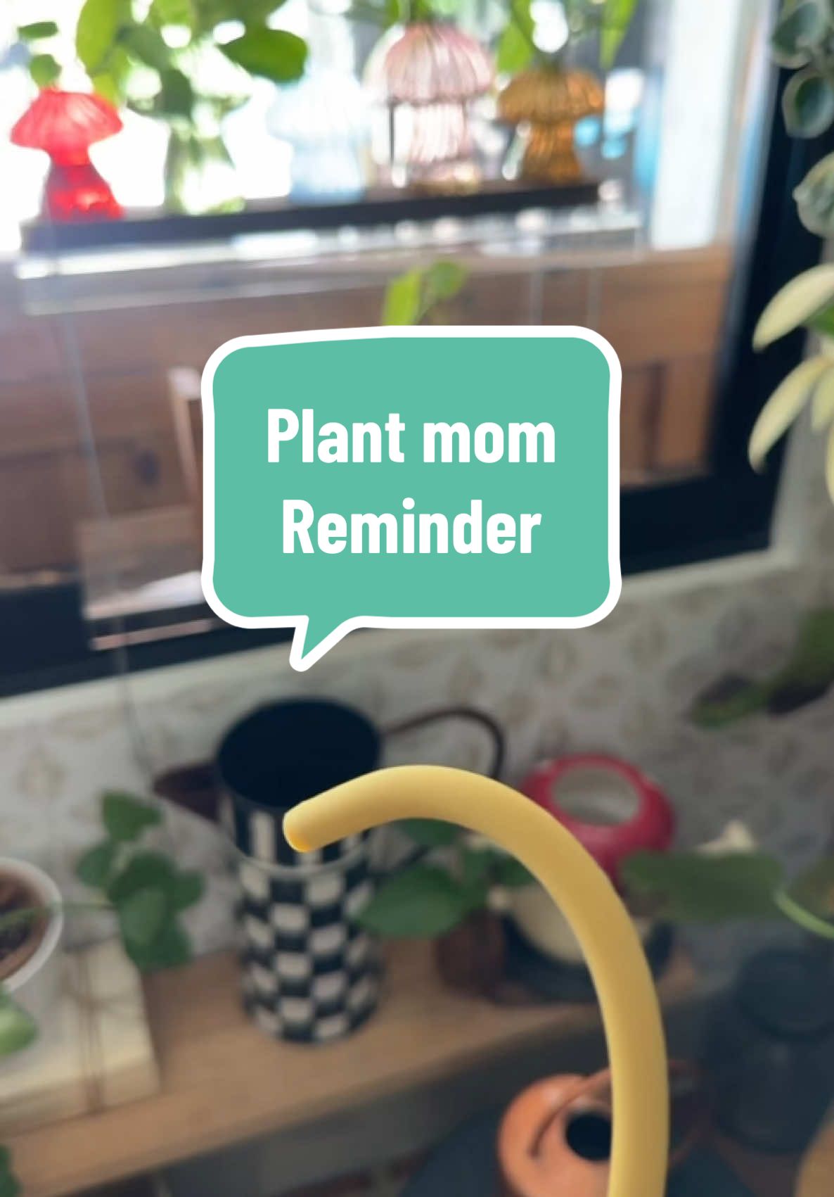 🌱✨ Plant Mom Reminder ✨🌱 Checked on my poor propagations today and they had no water 😅 Don’t forget to give your plant babies a little love — they need it too! 💧💚 #PlantMom #PlantCare #PropagationStation #HouseplantCommunity #PlantLover #PlantLife #GreenThumb #PlantObsessed #IndoorPlants #PlantTok