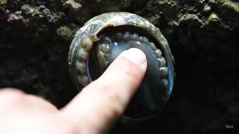 #ai #fyp #asmr #asmrsounds #asmrvideo #asmrtiktoks #abalone #aiasmr #nature 