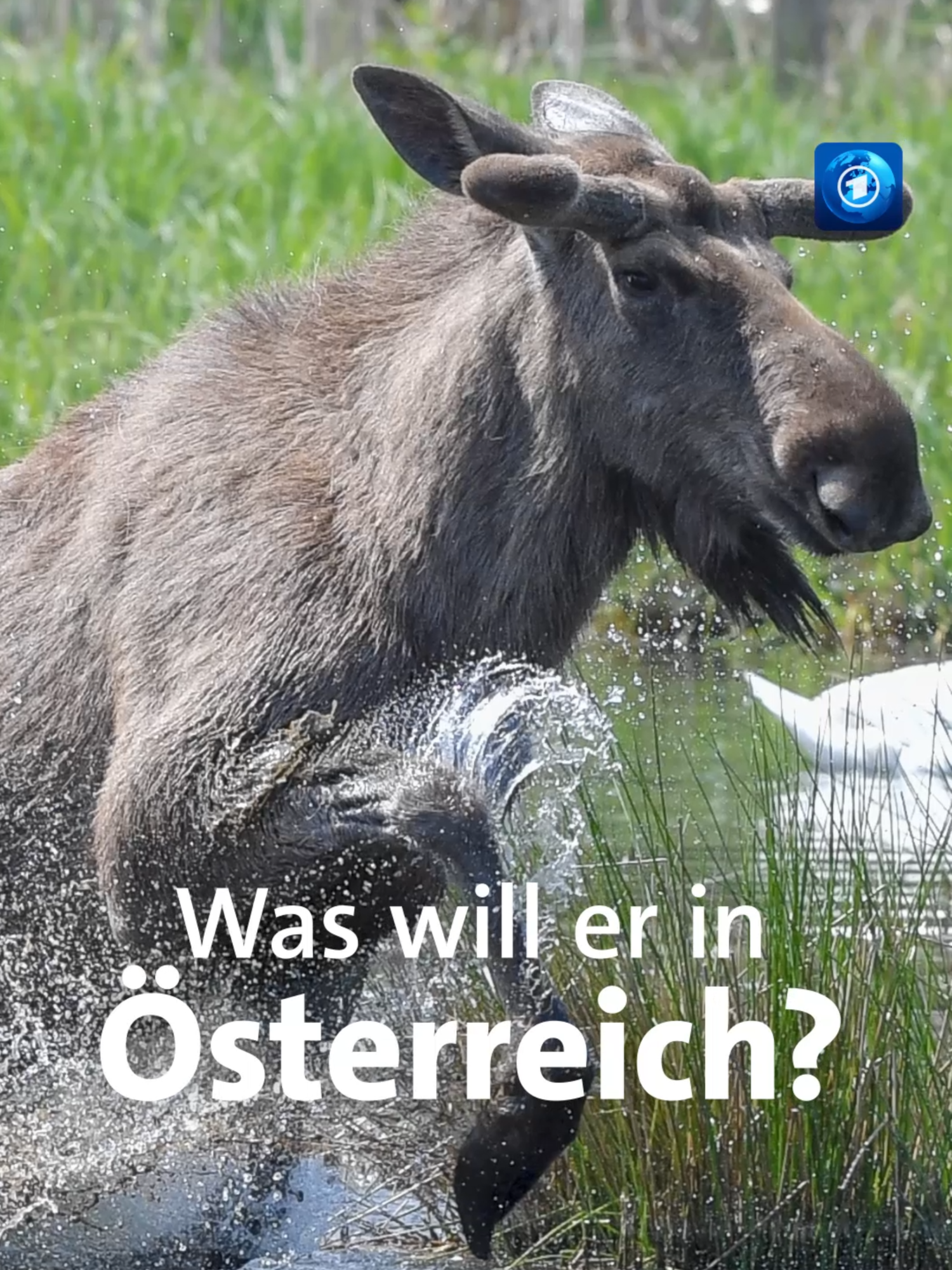 Elch Emil wandert seit Wochen durch Europa und wird gerade zum Social-Media-Star. Das Tier spaziert über den Bahnsteig und schwimmt durch die Donau.#nachrichten #tagesschau #elch