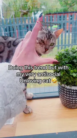 It’s been a while since a good old cat trend had to try this one he never fails to disappoint me  😂😂🤭 #fyp #bengal #Love #trend #funny 