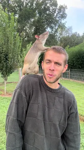 #rat #giantrat #creaturefeatures #pouchrat 