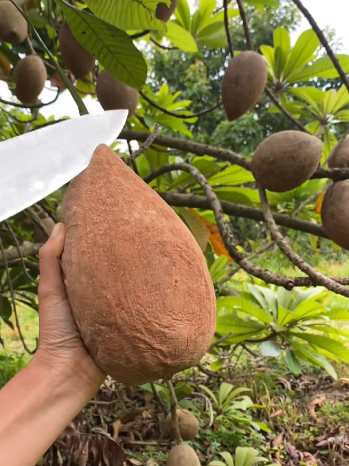#fruit #fruits #asmr #fpy #fpyシ