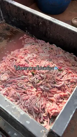 #บ่อปลาแม่แสวง #ไส้ไก่ #อาหารปลาดุก #ปลาดุกบิ๊กอุยสระบุรี 