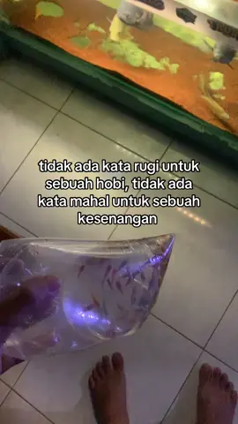 #chanaindonesia #ikanpredator #aurantimaculata #fish #maru #marugalak #chana #redbarito #peacockbass 