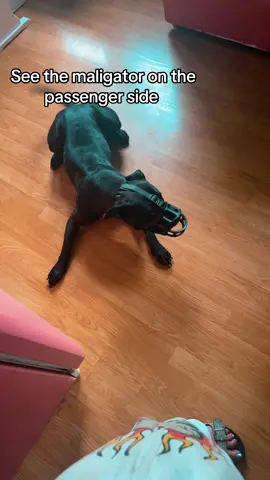She’s not actually bad she just doesn’t know how to play 😔 #foryou #foryoupage #pitbull #dogsoftiktok #dog 