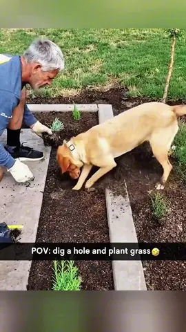 Try not to laugh when you watch 😂😂😂 #funny #dog #animals #funnyvideos #cat 