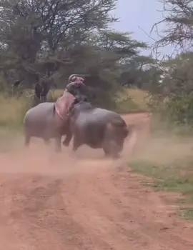 An intense battle between two Hippos 🙄