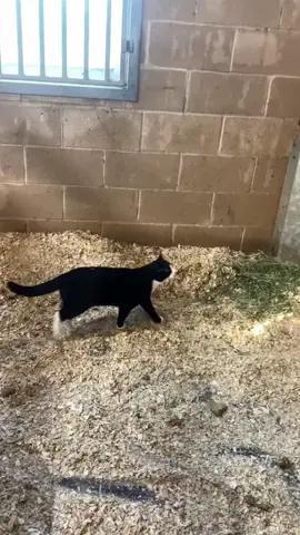 so funny!!!#cats #cute #funnycat #funny #funnyvideos