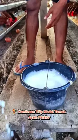 📈 Saatnya Mulai Investasi Ternak Ayam Petelur Sekarang! Mau punya usaha ternak ayam petelur tapi tanpa ribet? 💼 Titip Ternak Ayam Petelur adalah solusi tepat buat kamu yang mau punya penghasilan tambahan dari dunia peternakan, tapi gak punya waktu atau tempat. Cukup titipkan modal, kami yang jalankan peternakannya dari awal sampai panen! ✨ Keuntungan yang Akan Kamu Dapat: ☑️ Dikelola Profesional: Dikelola oleh tim berpengalaman di bidang ayam petelur. ☑️ Transparan & Terpantau: Dapat laporan perkembangan dan hasil panen secara berkala. ☑️ Hasil Menguntungkan: Produksi telur rutin, potensi cuan berlipat! 💥 Investasi santai, hasil maksimal! Yuk, mulai panen telur ayam sambil panen cuan bareng kami 🐔🥚 #fyp #foryou #foryoupage #viral #explore #trending #titipternakayam #bisnisayampetelur #investasiternak #ayampetelur #usahasampingan #peternakanmodern #titipmodal #cuandarikandang #passiveincometernak #bisniszamannow #peternakmilenial #modalkeciluntungbesar #usahaantiribet #ternakayamindonesia #peternakanmudah #kerjacerdas #cuanharian #usahasukses #investasiaman #investasimudah #panencuan #cuansetiaphari #bisnisonline #usahamodal #ideusaha #usahamodalKecil #usahauntung #bisnisviral #usahayangmenjanjikan #usaharumahan #usahamudah #kerjacerdas #kerjapintar #investasimilenial #idebisnis2025 #usahaonline #telur 