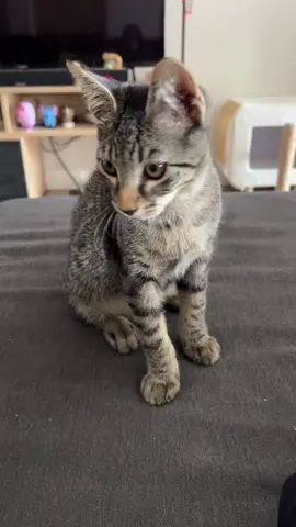 Il en veut à ma manucure… 💅 #cat #chat #nails #fyp #pourtoi 