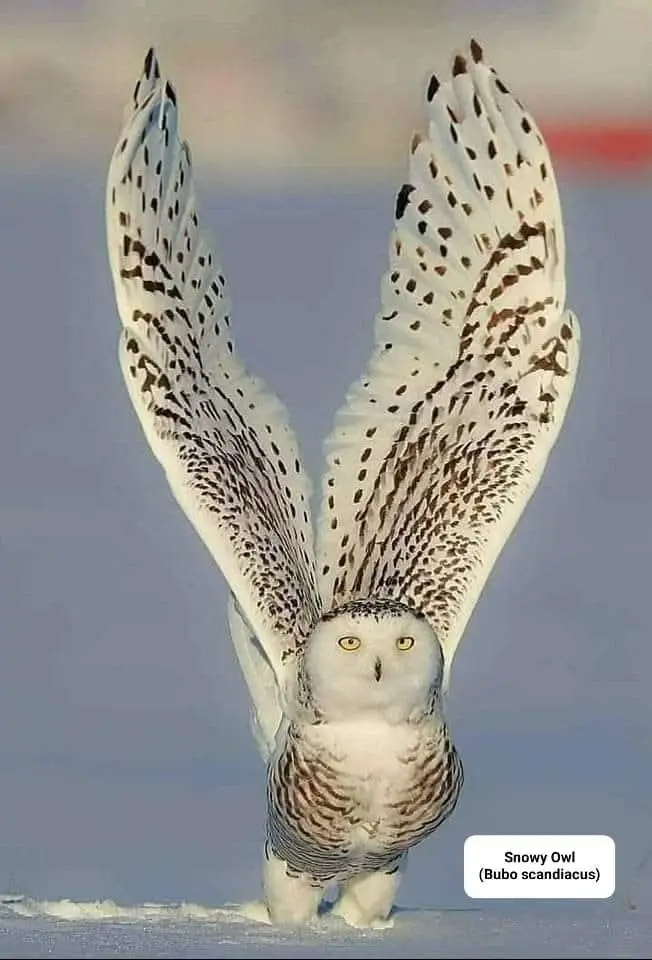 Snowy Owl (Bubo scandiacus): These Owls inhabit Arctic regions of North America & Eurasia, are ground nesting and hunt rodents. Males are near pure white, females have considerably more beautiful black specks in plumage. Stunning image taken by Li Ying Lu in Alberta, Canada. #snowy #owl #snowyowl #bird #wildlife